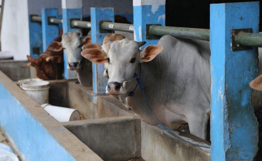 Berkurban dengan Cara Arisan, Bolehkah?